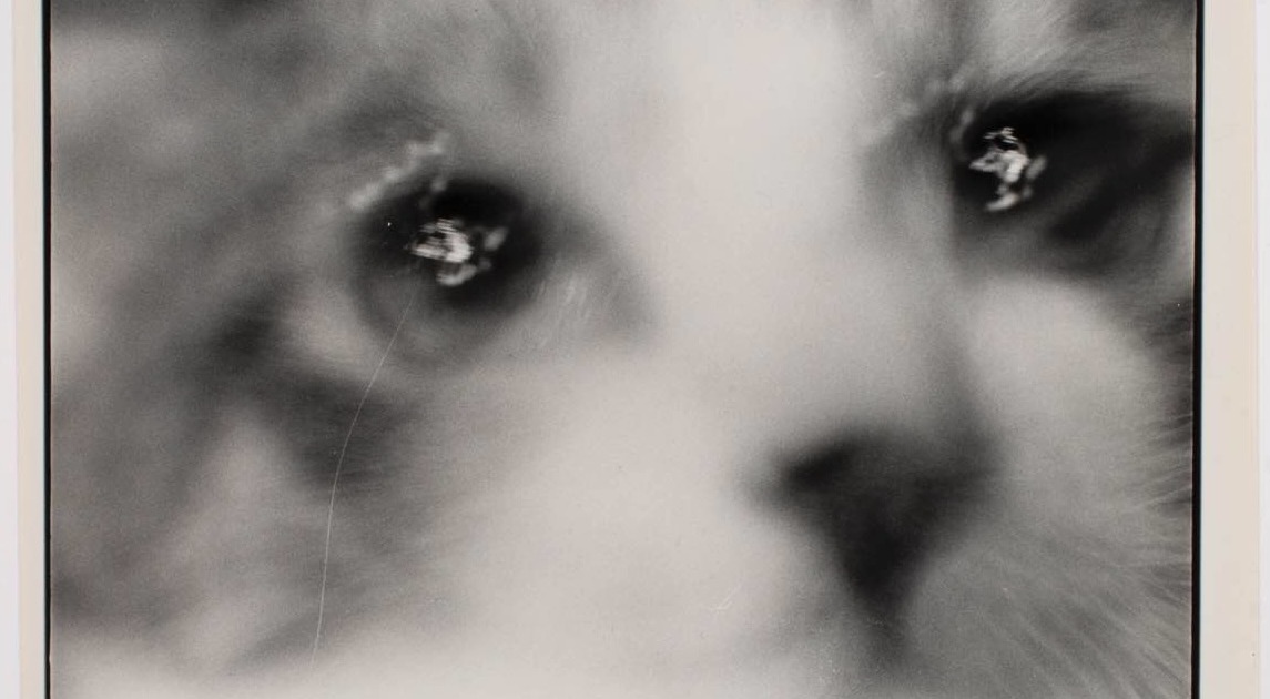 サスケ | Marukawa Collection